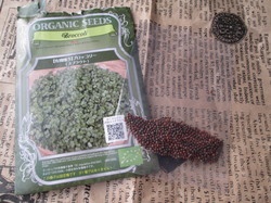 sprout2.jpg