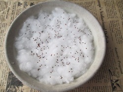 sprout3.jpg